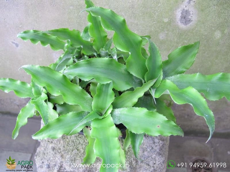 Cryptanthus-Acaulis-Jade4