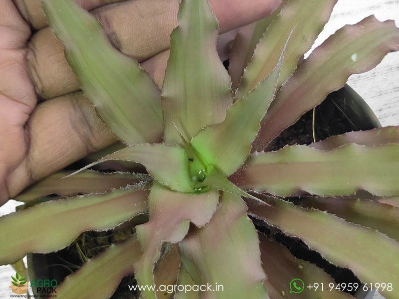Cryptanthus-Acaulis-Var-Ruber-Plant3