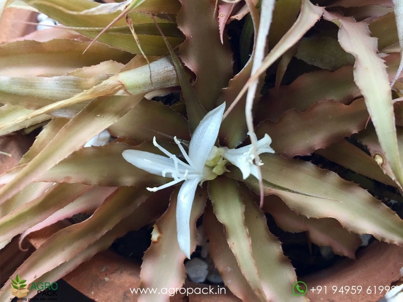 Cryptanthus-Acaulis-Var-Ruber-Plant4