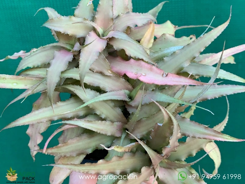 Cryptanthus-Acaulis-Var-Ruber-Plant5