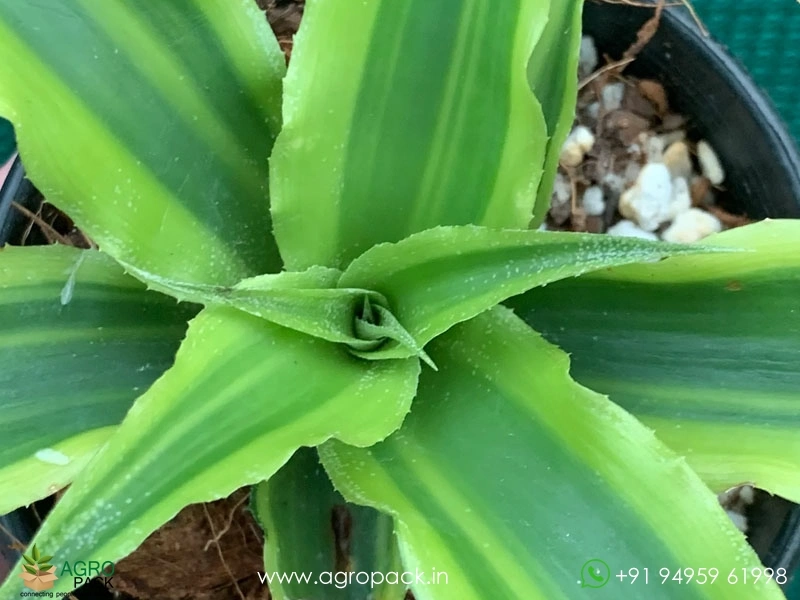 Cryptanthus-Acaulis-Variegatus1