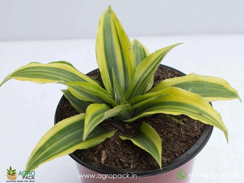 Cryptanthus-Acaulis-Variegatus2