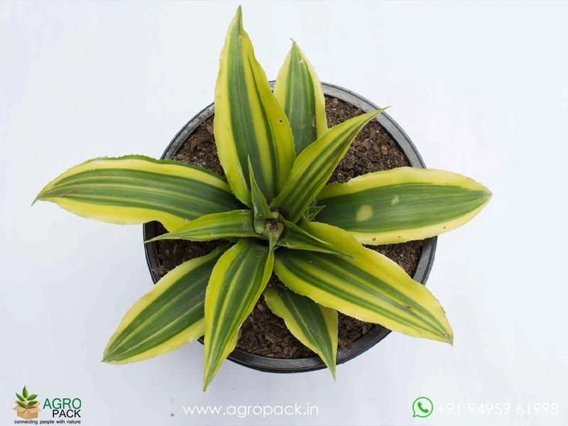 Cryptanthus-Acaulis-Variegatus4