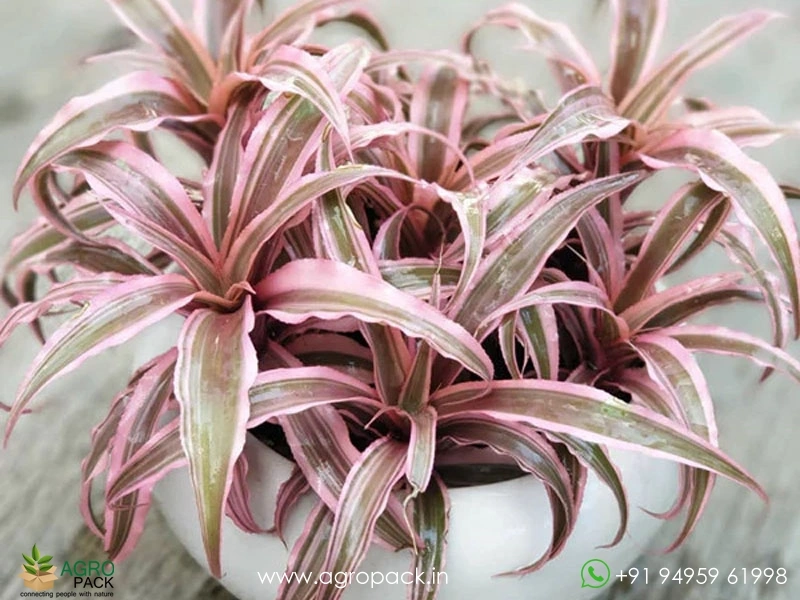Cryptanthus-Bivittatus-Pink-Starlite2