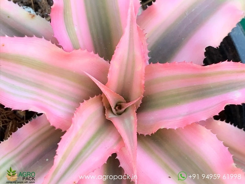 Cryptanthus-Bivittatus-Pink-Starlite6