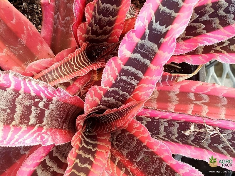 Cryptanthus-Elaine1