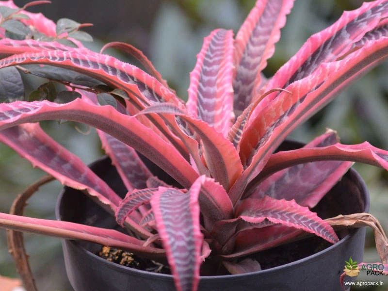 Cryptanthus-Elaine3