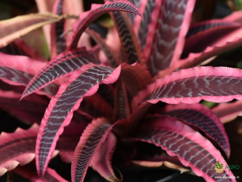Cryptanthus-Elaine4