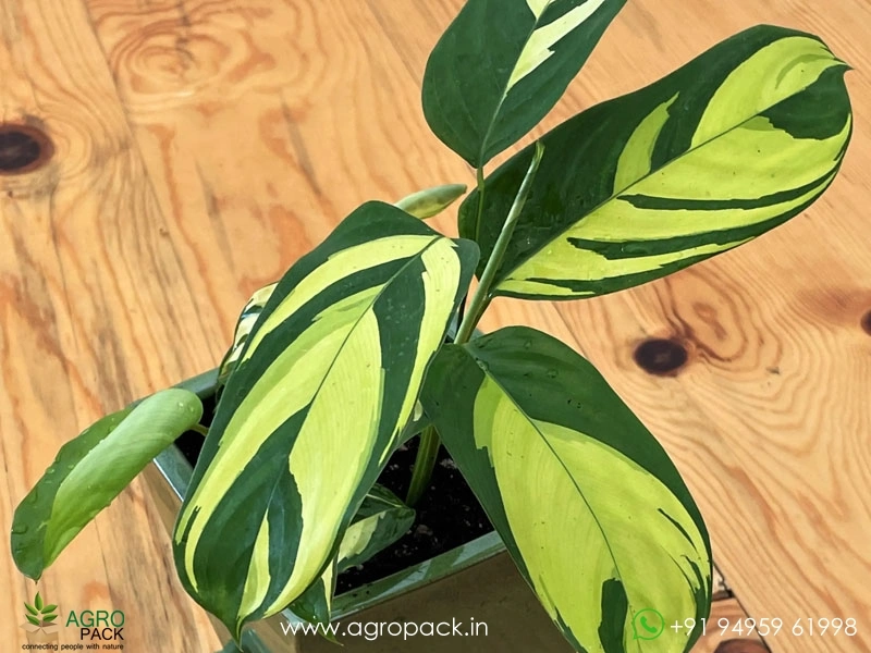 Ctenanthe-lubbersiana1