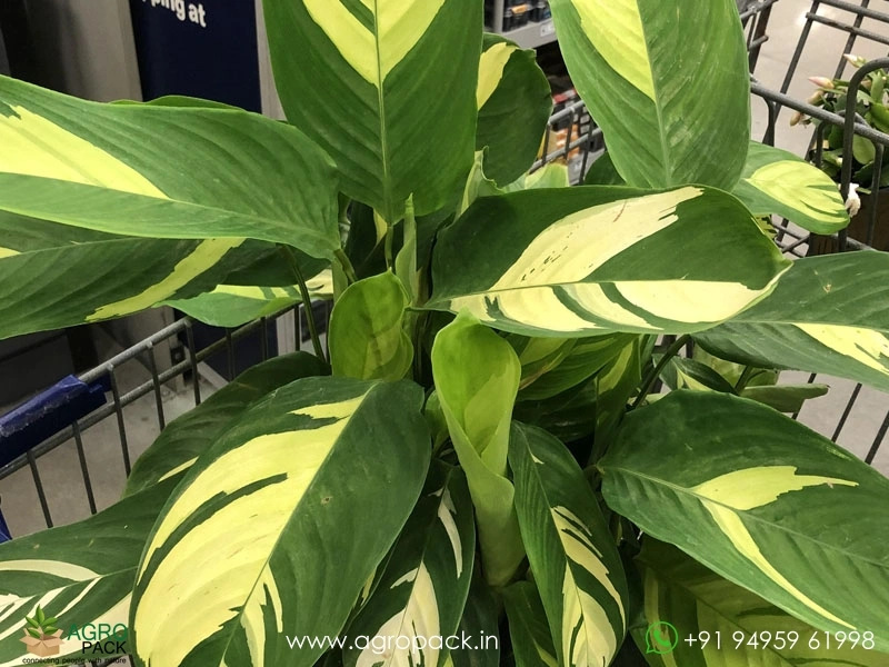 Ctenanthe-lubbersiana2