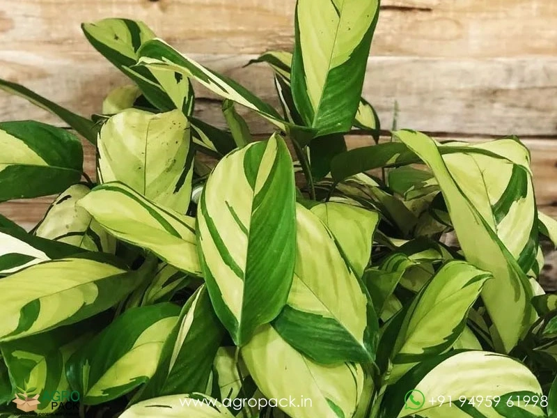 Ctenanthe-lubbersiana3