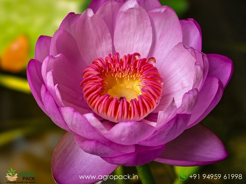 Cup-Shaped-Australian-Water-Lily3