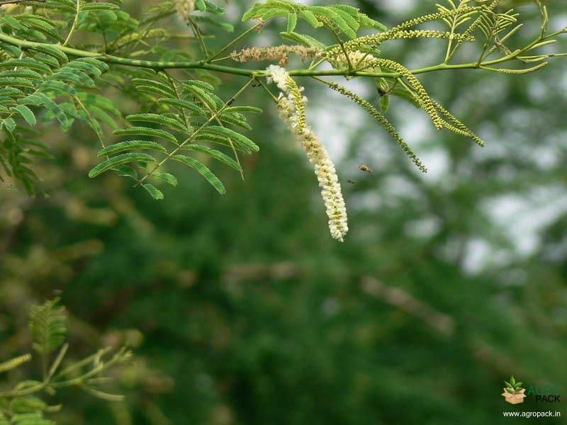 Cutch-Tree1