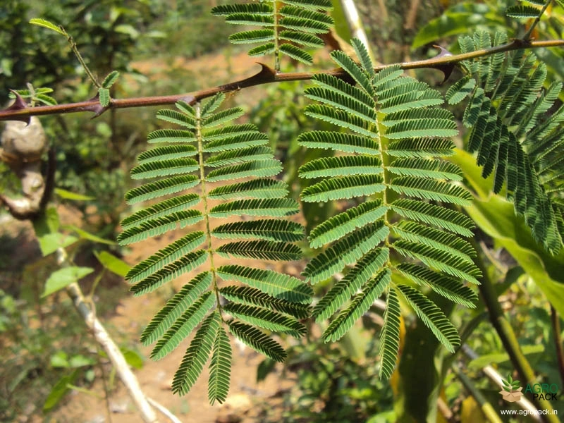 Cutch-Tree2