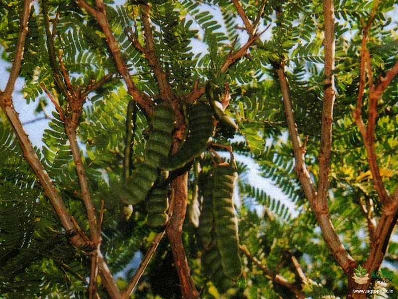 Cutch-Tree3