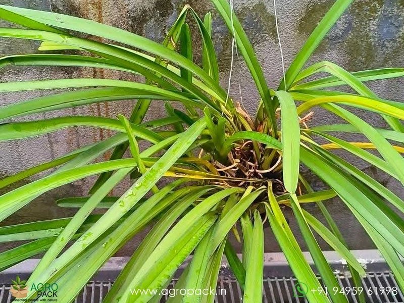 Cymbidium-Bicolor-Orchid3