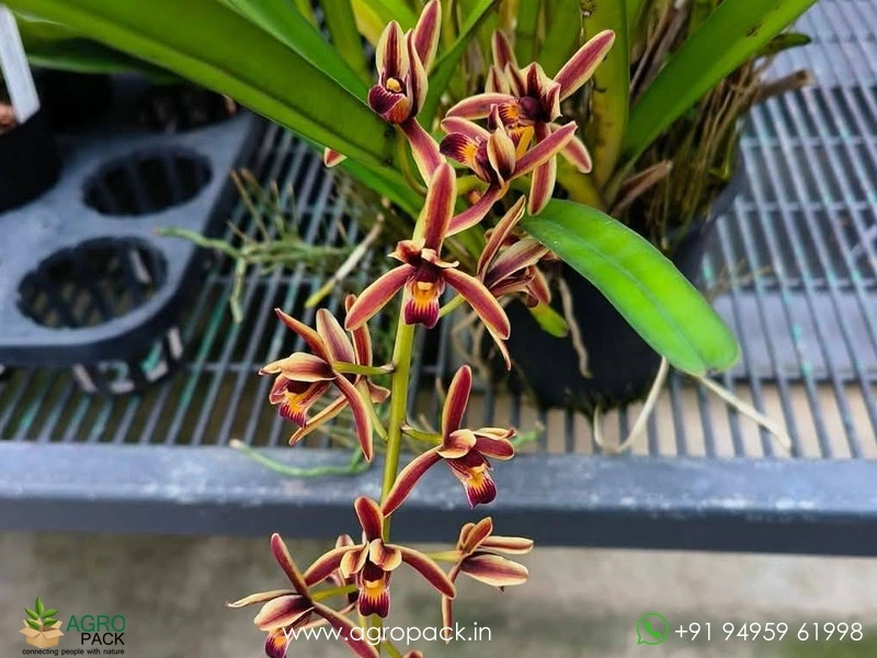 Cymbidium-Bicolor-Orchid4