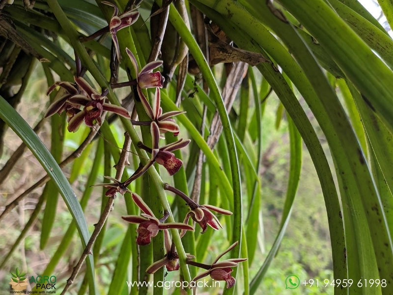 Cymbidium-Bicolor-Orchid5