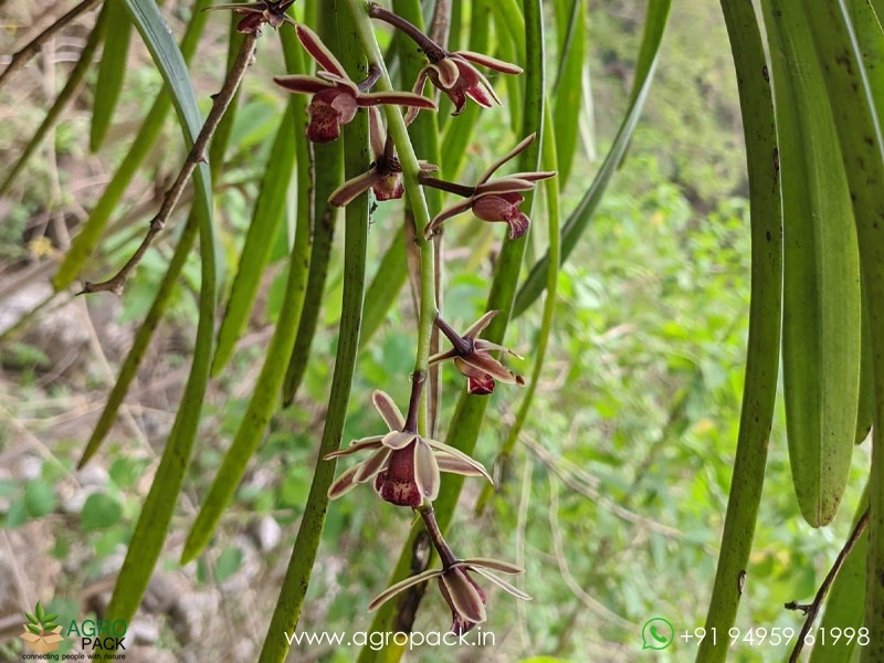 Cymbidium-Bicolor-Orchid6