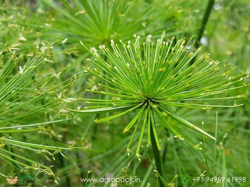 Cyperus-Dwarf-Egyptian-Papyrus2
