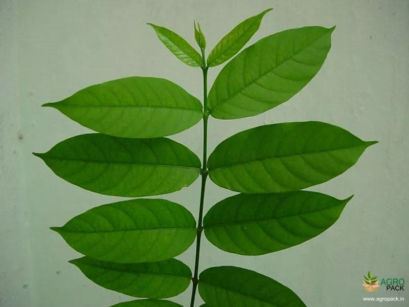 Danthapala Plant For Sale In India
