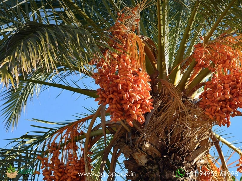 Date-Palm1