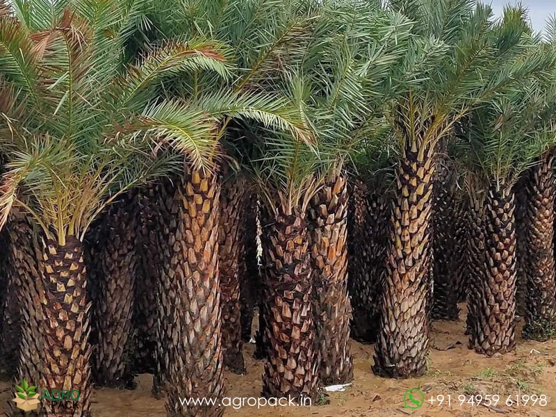 Date-Palm2