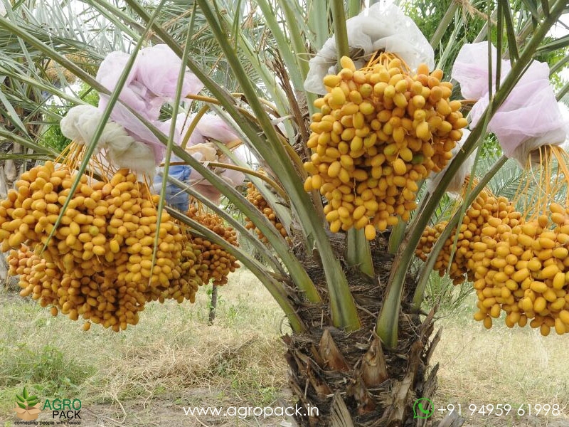 Date-Palm3