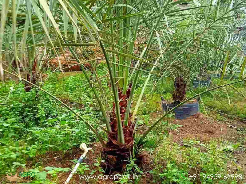 Date-Palm4