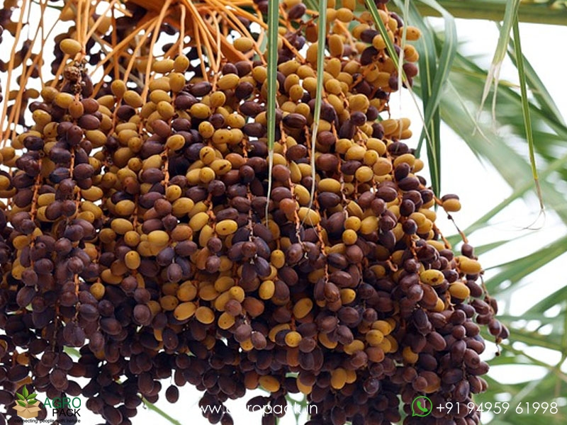 Date-Palm5