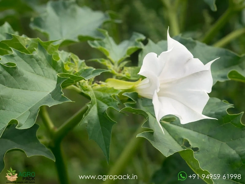 Datura-stramonium1