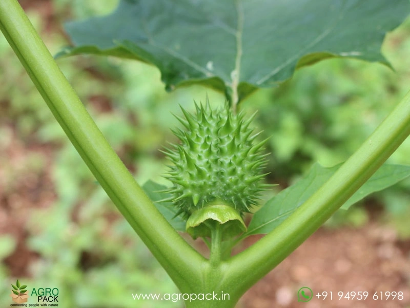 Datura-stramonium3