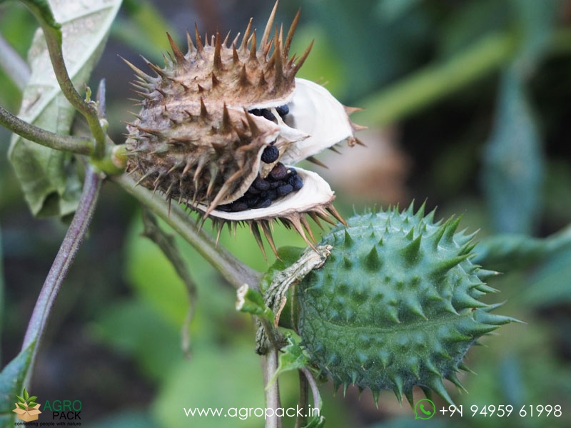 Datura-stramonium4