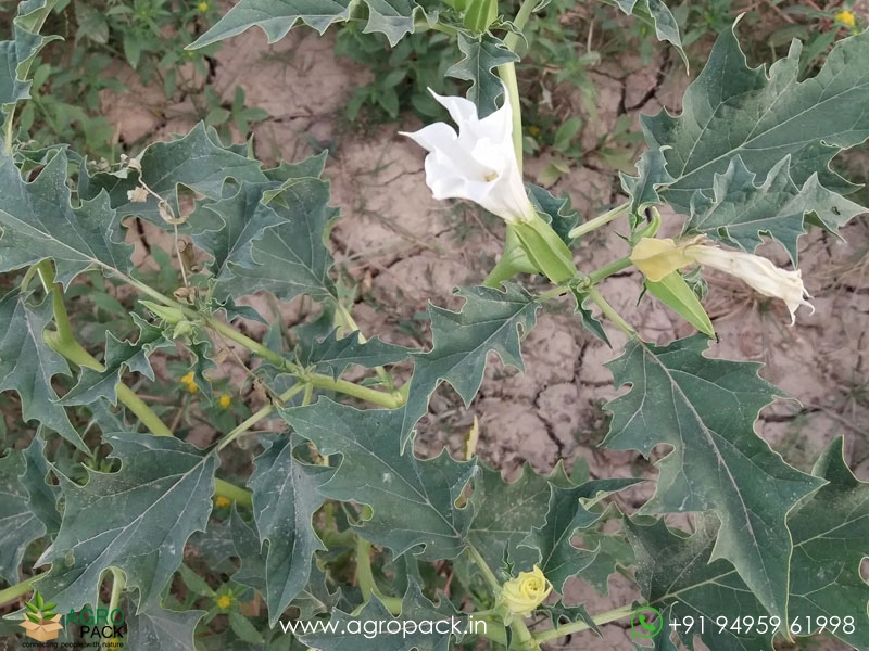 Datura-stramonium5