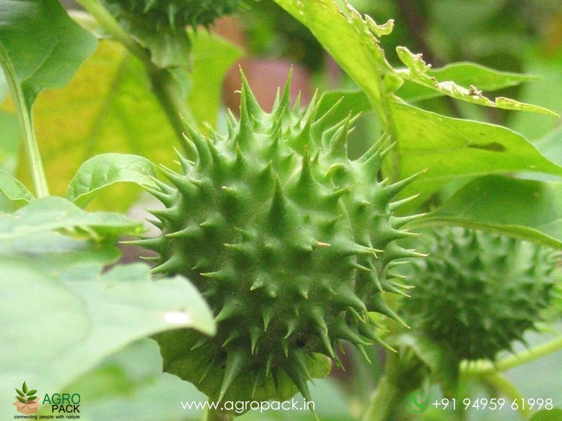 Datura-stramonium6