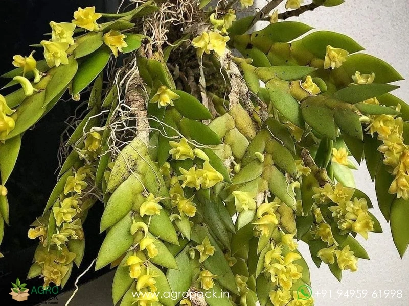 Dendrobium-Anceps-Orchid1