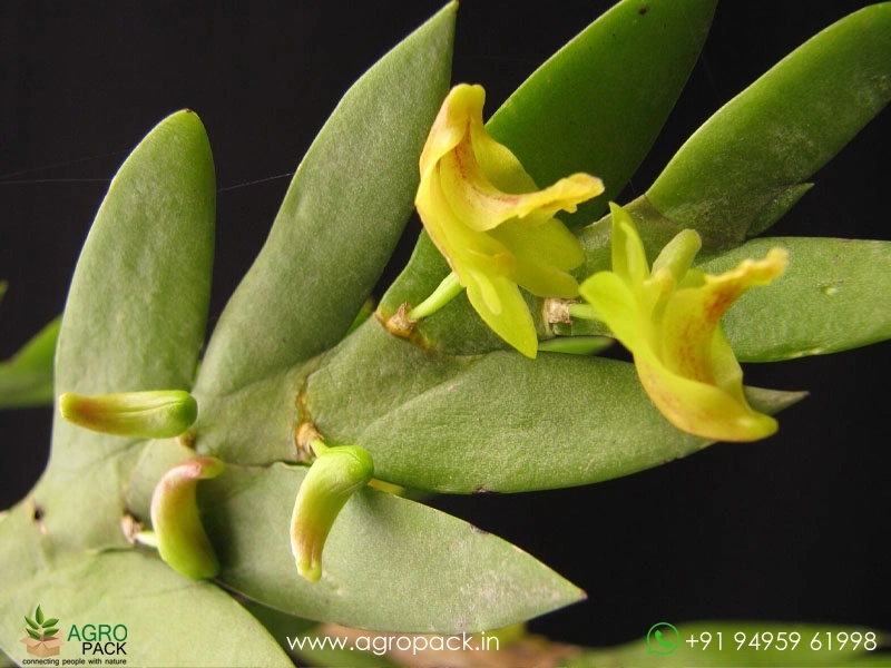 Dendrobium-Anceps-Orchid2