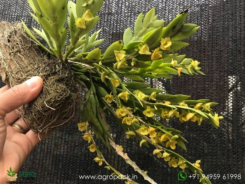 Dendrobium-Anceps-Orchid4