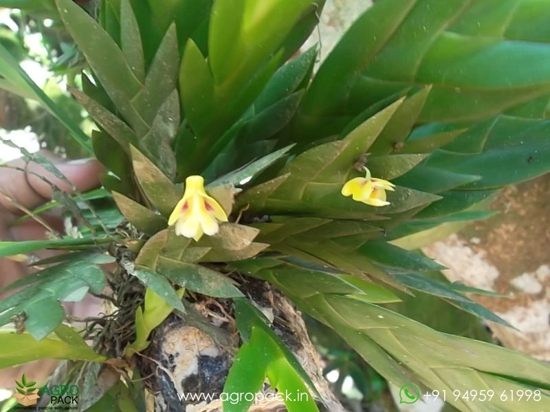Dendrobium-Anceps-Orchid6
