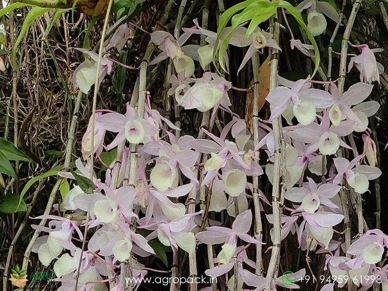 Dendrobium-Aphyllum-Orchid1