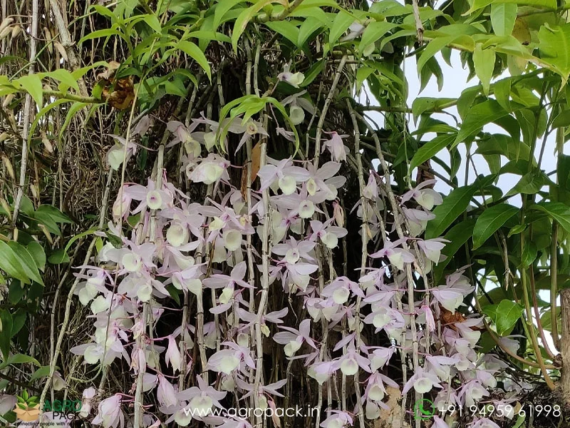Dendrobium-Aphyllum-Orchid2