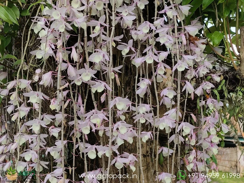 Dendrobium-Aphyllum-Orchid3