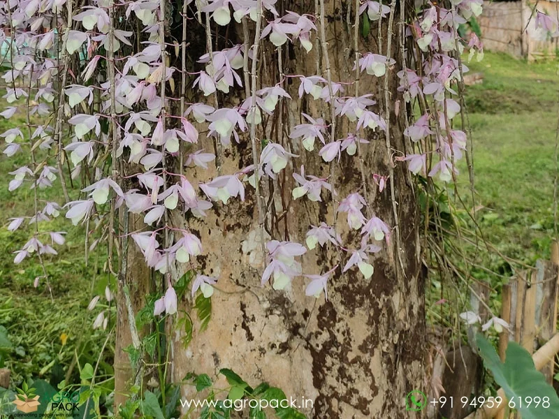 Dendrobium-Aphyllum-Orchid4
