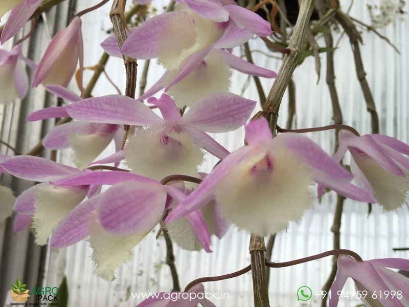 Dendrobium-Aphyllum-Orchid5