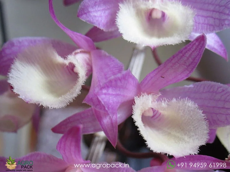 Dendrobium-Aphyllum-Orchid6