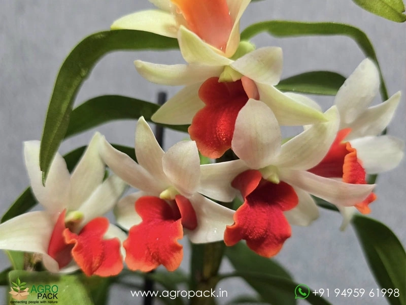 Dendrobium-Dawn-Maree-Orchid4