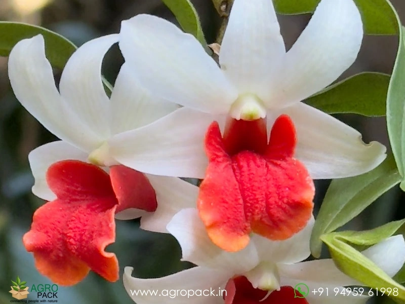 Dendrobium-Dawn-Maree-Orchid5