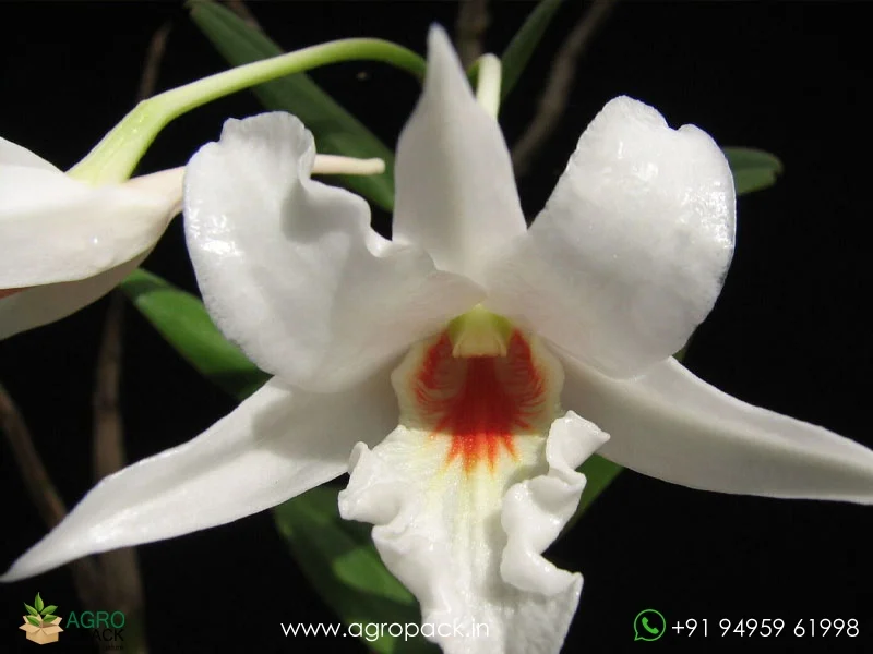 Dendrobium-Draconis-Dragon-Orchid1