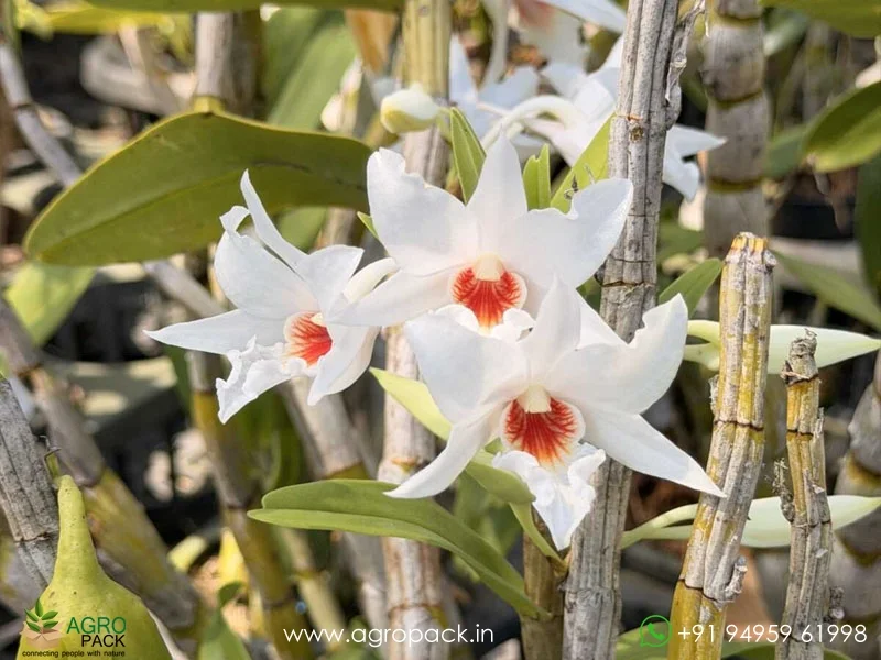 Dendrobium-Draconis-Dragon-Orchid2