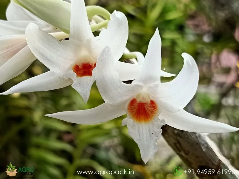 Dendrobium-Draconis-Dragon-Orchid3